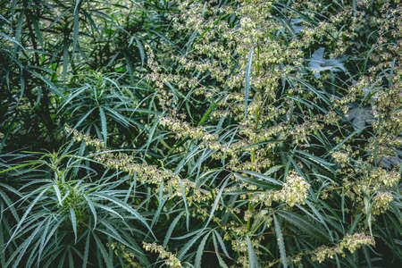 Branch of cannabis and marijuana. Ganja, hemp beautiful treeの写真素材