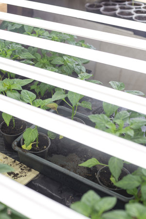Growing seedlings in wooden and cardboard boxes under white LED lamps at home.の写真素材