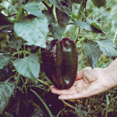 Big beautiful pepper in a woman's hand in a vegetable garden in the countryside.の写真素材