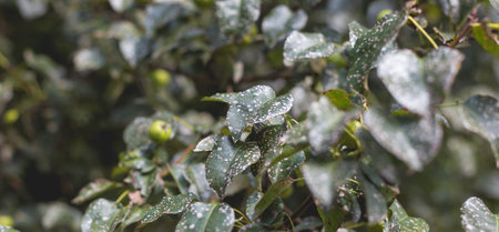 Wild pear with infected leaves. Disease on the leaves of a pear. Septoria pear - small gray spots with dark edging on the leaf blades.の写真素材