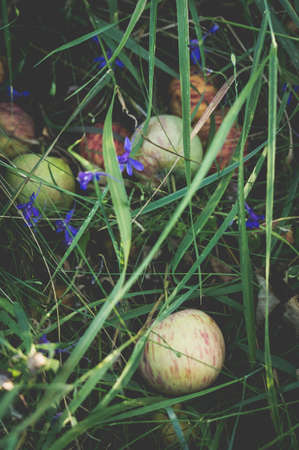 A pile of rotten apples under a tree in the grass.の写真素材