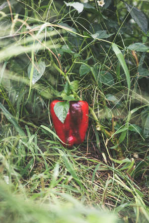 Big beautiful peppers in the home garden in the countryside after the rain.の写真素材