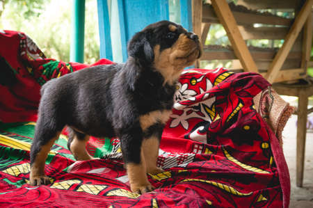 Little beautiful cute rottweiler puppy on a bright old carpet.の写真素材