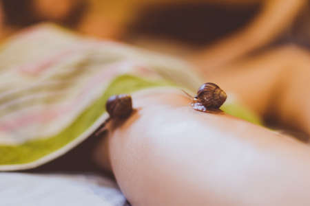 Small Achatina snails crawl on a woman's legの写真素材