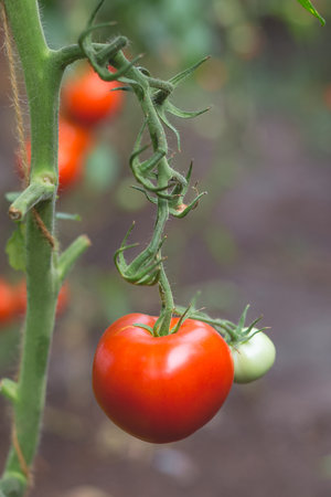Beautiful view of red tomatoes in a greenhouse in the countryside. Soft morning lighting without harsh shadows.の写真素材