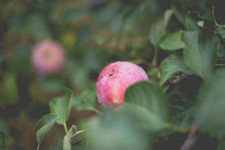 Beautiful view of the apple tree in the morning after the rain. Raindrops on an apple. A toned photo with vignetting and soft ambient light.の写真素材