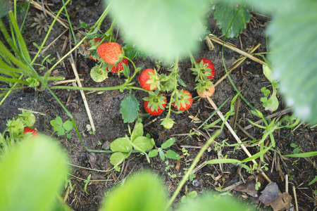 Ripe red strawberries in a garden bed in a small home garden.の写真素材