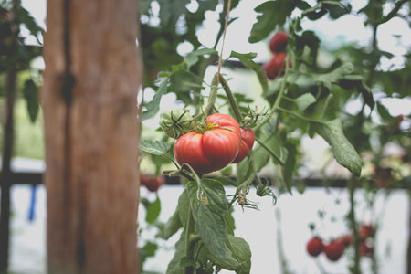 Beautiful view of red tomatoes in a greenhouse in the countryside. Soft morning lighting without harsh shadows.の写真素材
