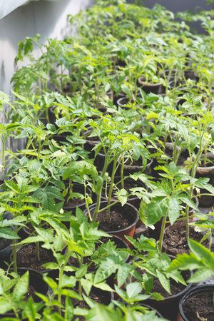 Tomato seedlings prepared for greenhouse planting. Home gardening concept.