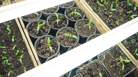 Growing seedlings in wooden and cardboard boxes under white LED lamps at home.の写真素材