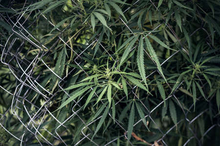 Branch of cannabis and marijuana. Ganja, hemp beautiful treeの写真素材