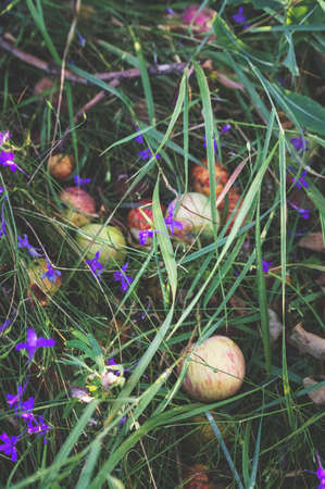 A pile of rotten apples under a tree in the grass.の写真素材