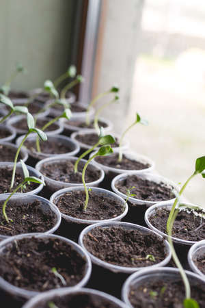 Cucumber seedlings are prepared for greenhouse planting. Home gardening concept.の写真素材