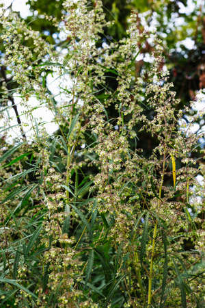 Branch of cannabis and marijuana. Ganja, hemp beautiful treeの写真素材