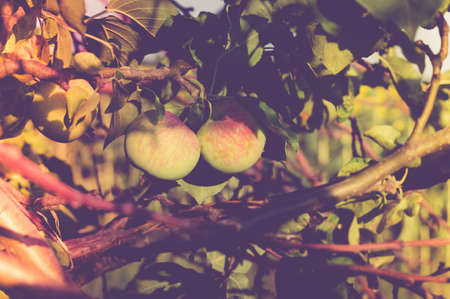 Beautiful, ripe, tasty apples on a tree branch in summer at sunset. Stylish, toned photo.の写真素材