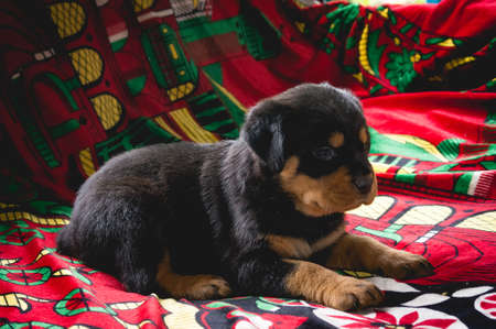 Little beautiful cute rottweiler puppy on a bright old carpet.の写真素材
