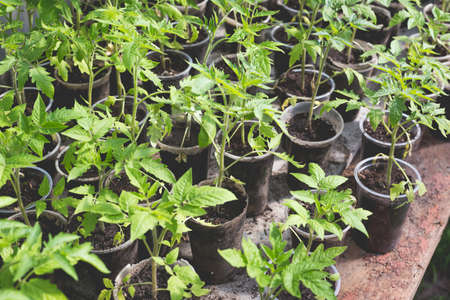 Tomato seedlings prepared for greenhouse planting. Home gardening concept.の写真素材