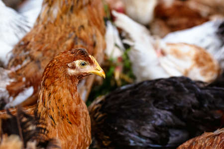 Chickens on the farm. Toned, style, color photoの写真素材