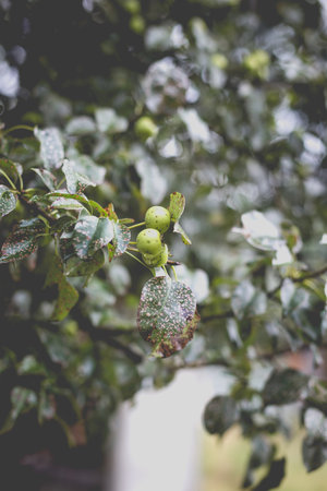 Wild pear with infected leaves. Disease on the leaves of a pear. Septoria pear - small gray spots with dark edging on the leaf blades.の写真素材
