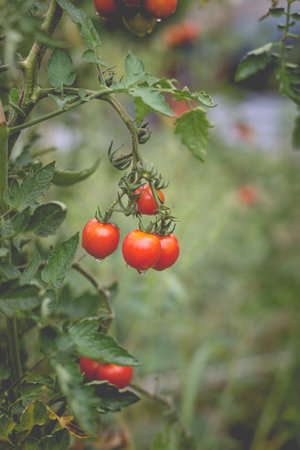 Beautiful view of red cherry tomatoes in a home garden in the countryside after rain. Soft morning lighting without harsh shadows.の写真素材