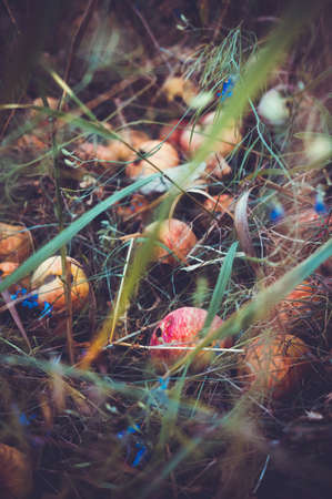 A pile of rotten apples under a tree in the grass.の写真素材