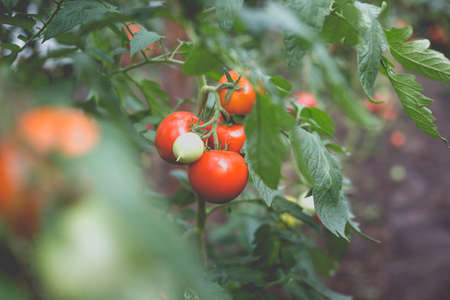 Beautiful view of red cherry tomatoes in a greenhouse in the countryside. Soft morning lighting without harsh shadows.の写真素材