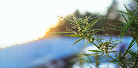 Branch of cannabis and marijuana. Ganja, hemp beautiful treeの写真素材