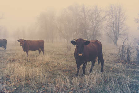 Walking the cows in the autumn time in a foggy forest.の写真素材