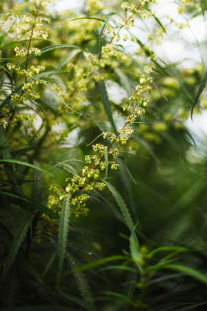 Branch of cannabis and marijuana. Ganja, hemp beautiful treeの写真素材