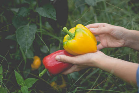 Big beautiful peppers in the hands of a woman in a vegetable garden in the countryside.の写真素材