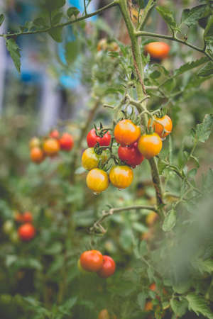 Beautiful view of red cherry tomatoes in a home garden in the countryside after rain. Soft morning lighting without harsh shadows.の写真素材