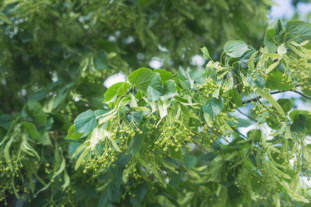 Linden tree branch in spring in the countryside in Ukraine.