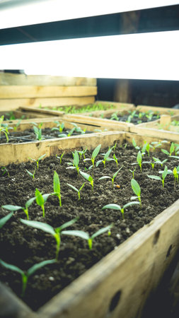Growing seedlings in wooden and cardboard boxes under white LED lamps at home.の写真素材