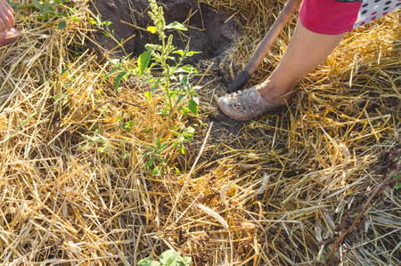 The process of digging up potatoes in home garden. An elderly woman shovels potatoes out of the ground with a shovel.の写真素材