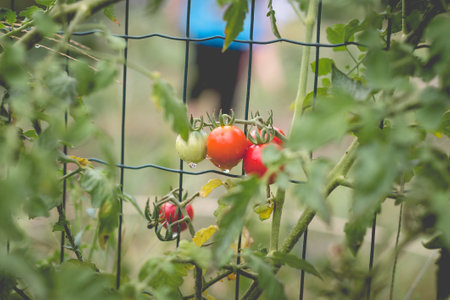 Beautiful view of red cherry tomatoes in a home garden in the countryside after rain. Soft morning lighting without harsh shadows.の写真素材
