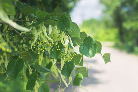 Linden tree branch in spring in the countryside in Ukraine.の写真素材