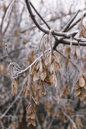 Maple seeds on a branch in hoarfrostの写真素材