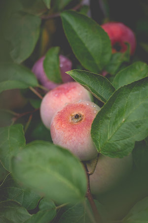 Beautiful view of the apple tree in the morning after the rain. Raindrops on an apple. A toned photo with vignetting and soft ambient light.の写真素材