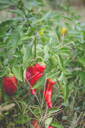 Big beautiful peppers in the home garden in the countryside after the rain.の写真素材