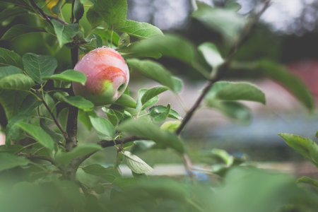 Beautiful view of the apple tree in the morning after the rain. Raindrops on an apple. A toned photo with vignetting and soft ambient light.の写真素材
