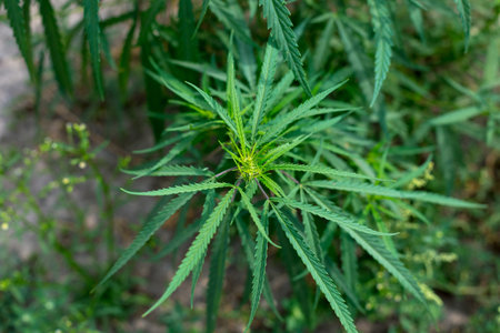 Branch of cannabis and marijuana. Ganja, hemp beautiful treeの写真素材