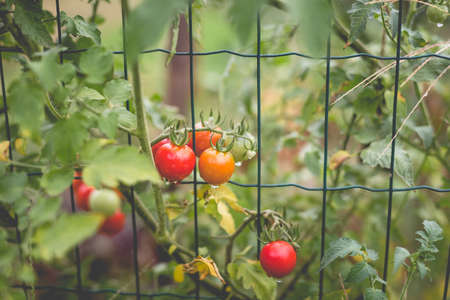 Beautiful view of red cherry tomatoes in a home garden in the countryside after rain. Soft morning lighting without harsh shadows.の写真素材