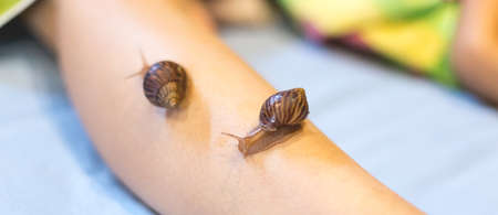 Small Achatina snails crawl on a woman's legの写真素材