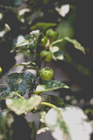 Wild pear with infected leaves. Disease on the leaves of a pear. Septoria pear - small gray spots with dark edging on the leaf blades.の写真素材