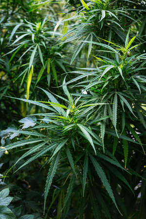 Branch of cannabis and marijuana. Ganja, hemp beautiful treeの写真素材