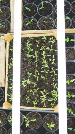 Growing seedlings in wooden and cardboard boxes under white LED lamps at home.の写真素材