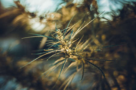 Branch of cannabis and marijuana. Ganja, hemp beautiful treeの写真素材
