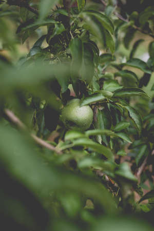Beautiful view of the apple tree in the morning after the rain. Raindrops on an apple. A toned photo with vignetting and soft ambient light.の写真素材