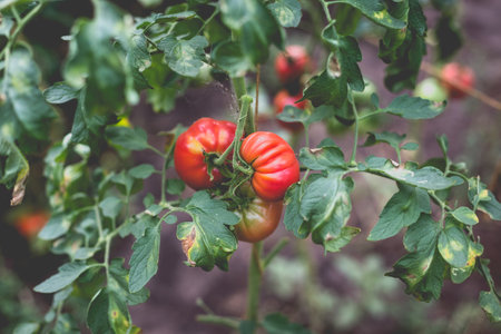 Beautiful view of red tomatoes in a greenhouse in the countryside. Soft morning lighting without harsh shadows.の写真素材