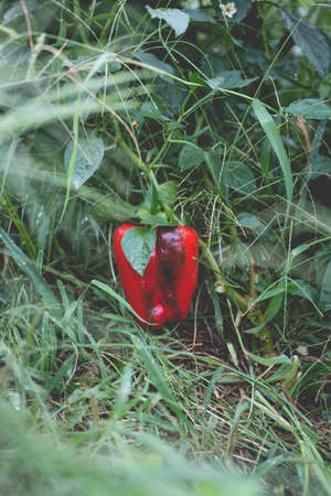 Big beautiful peppers in the home garden in the countryside after the rain.の写真素材